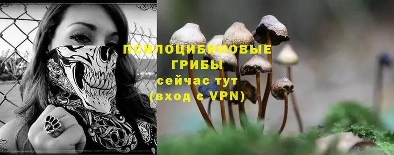 Галлюциногенные грибы Magic Shrooms  Новороссийск 